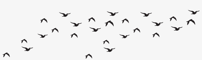 View Full Size - Black And White Flock Of Bird, transparent png
