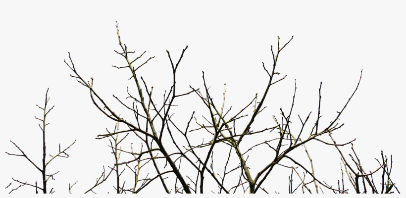 Recuperan Suelos En La Toglla Usando Ramas De Los Árboles - Ветки Деревьев Пнг, transparent png
