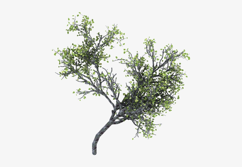 Ramas Arbol Png - Tree, transparent png