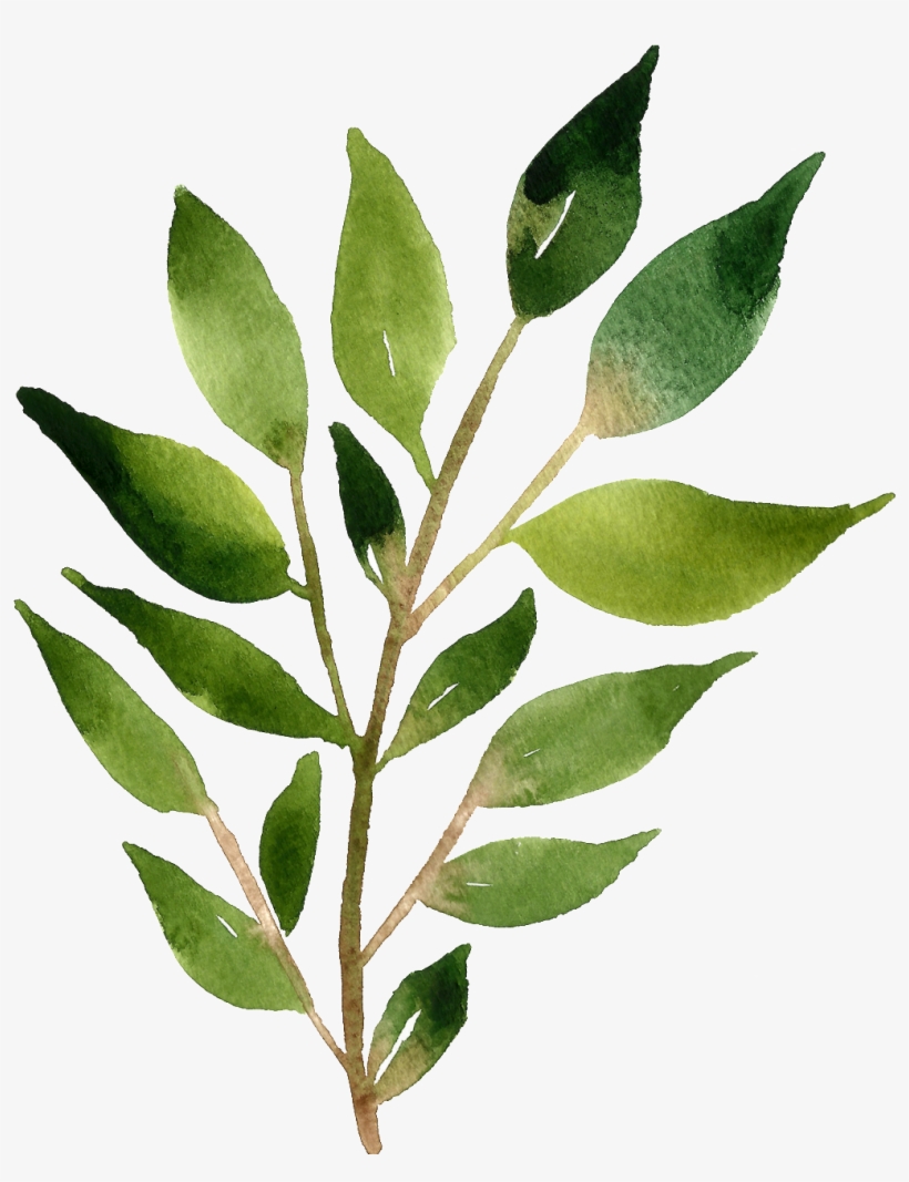 Acuarela Pintada A Mano Png Transparente Para Una Rama - 北欧 素材, transparent png