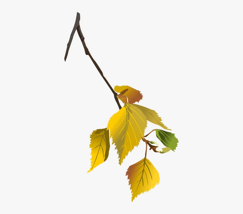 Birch, Tree, Branch, Leafes, Autumn, Leaf, Nature - Birch In Autumn Clipart, transparent png