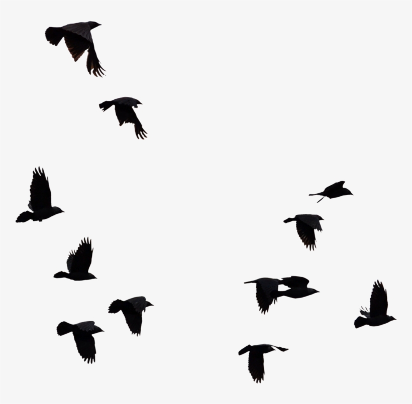 Flock Of Birds Silhouette Png - Flock, transparent png