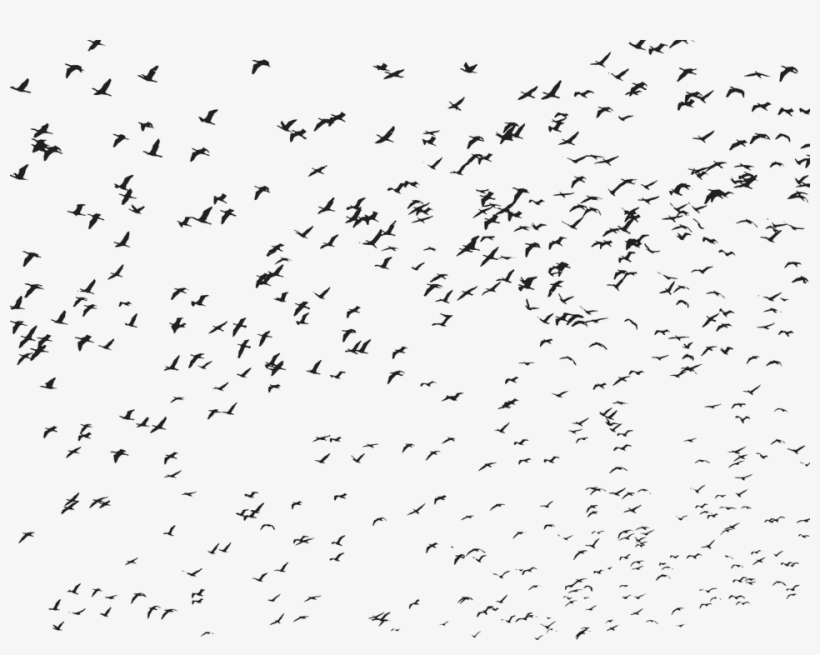 Birds, Flock, Flying, Animals, Silhouette - Flying Bird Bird Png, transparent png