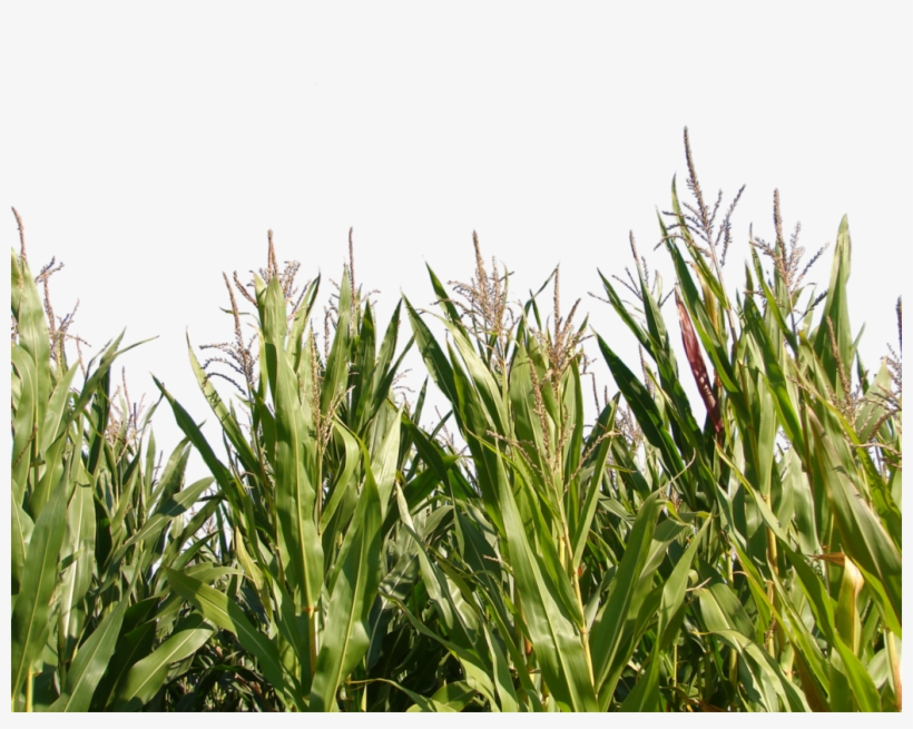 Maize, transparent png