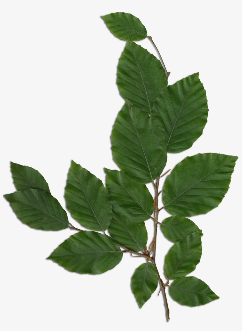Fagus Foliage - Foliage Png, transparent png