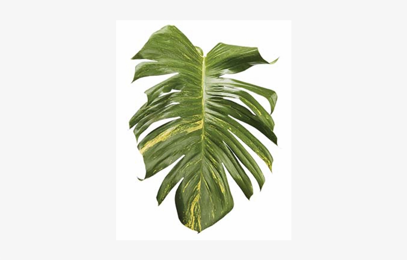 Tropical Foliage Png Clip Art Transparent Stock - Leaf, transparent png