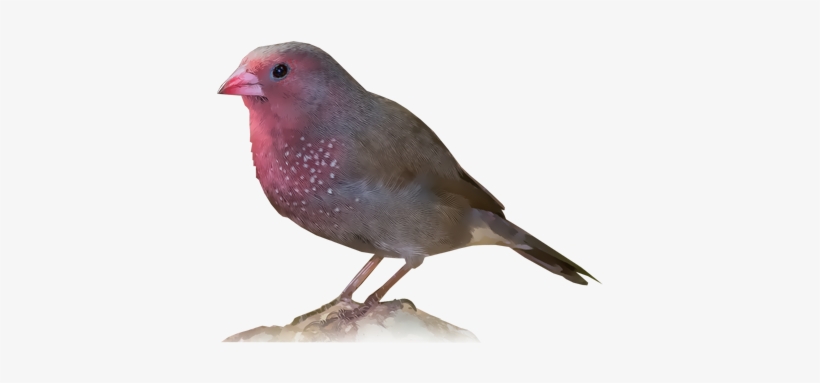 Brown Firefinch - American Rosefinches, transparent png