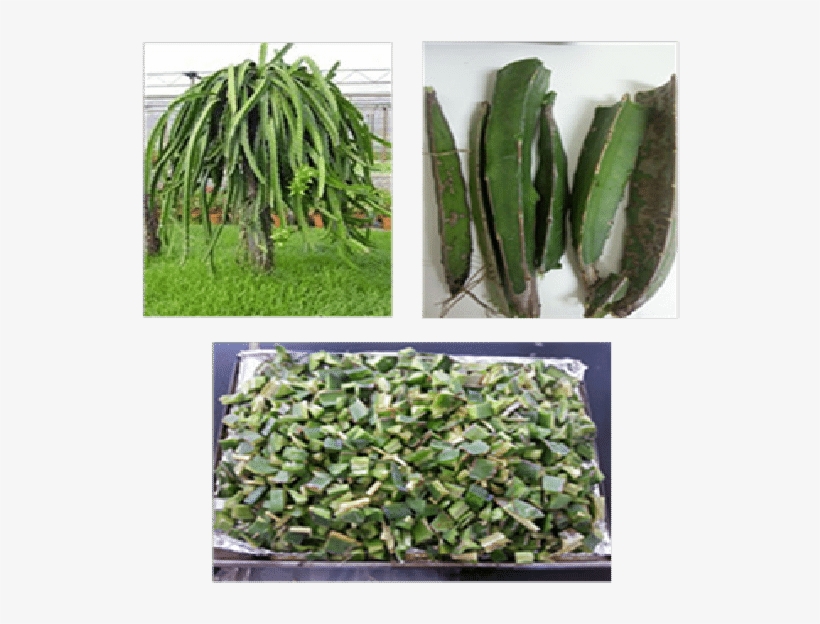 Preparation Steps Of Dragon Fruit Foliage - Sale!!! 500 Rare Cactus Seeds Mixed Succulent Tree, transparent png