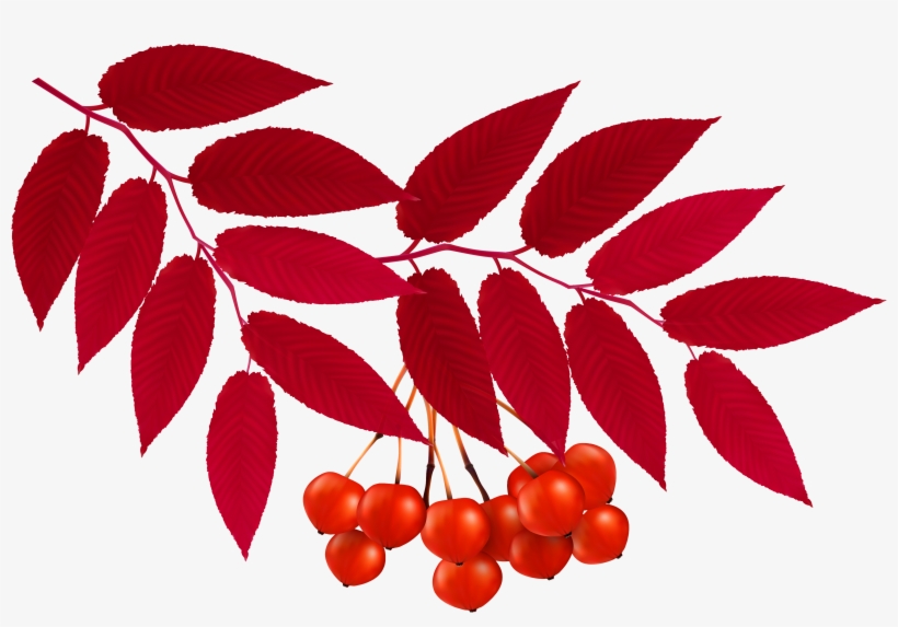 Foliage Clipart Red Leaf - Rowan Draw, transparent png