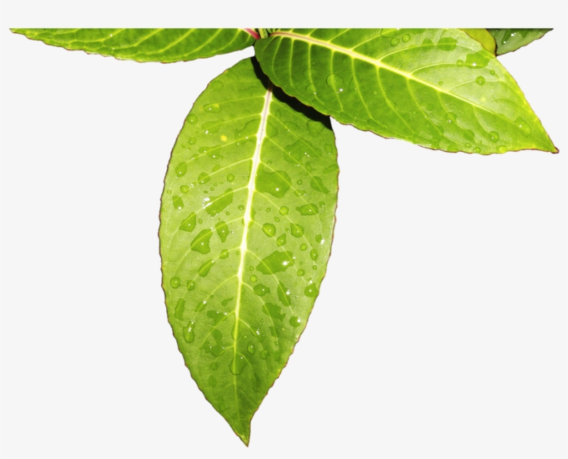 Leaves Vegetation, transparent png