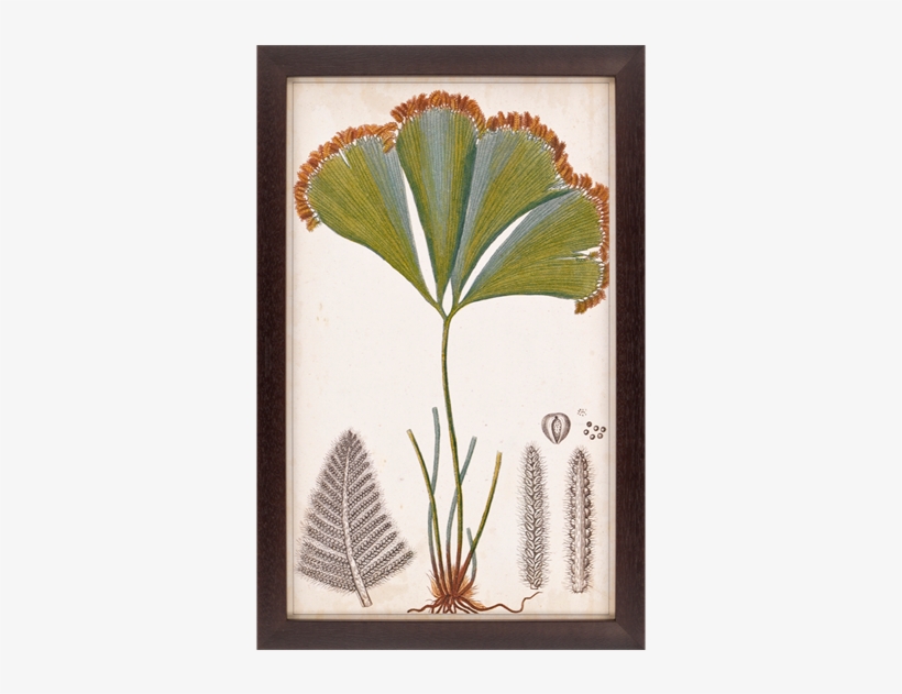 Foliage Botanique I - Paragon Decor Inc. 1204 Foliage Botanique, transparent png