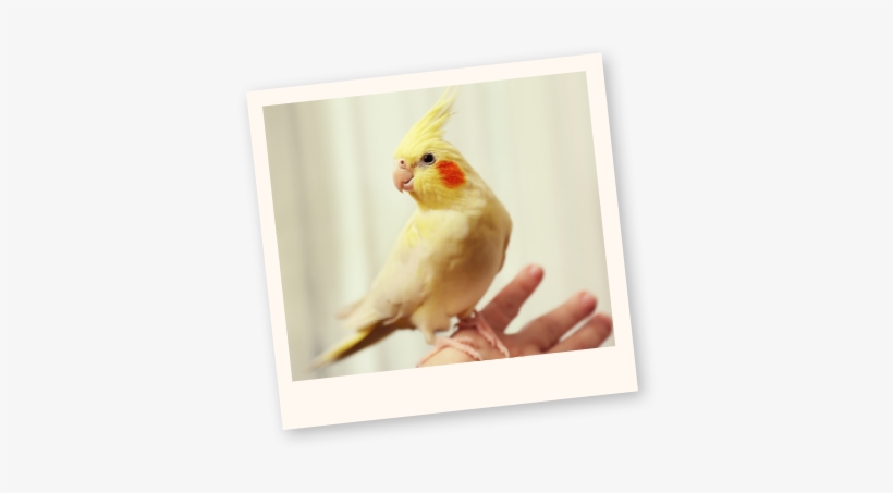 Learn More About Birds - Cockatiels Birds, transparent png