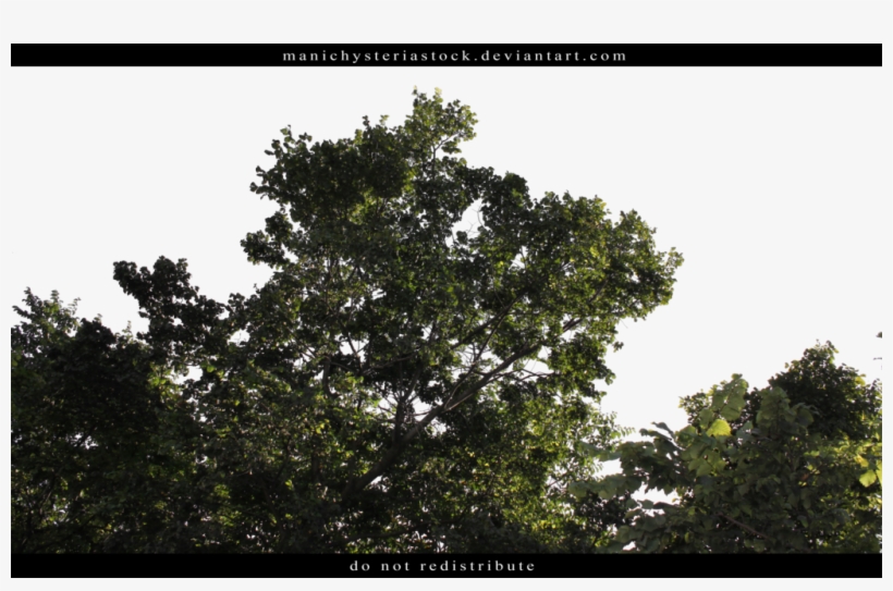 Green Foliage Cut Out 2 By Manichysteriastock - Green Foliage Cut Out, transparent png