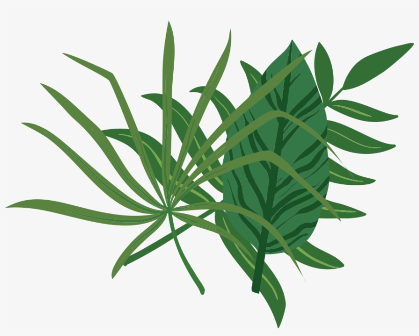 Croton Eluteria, transparent png