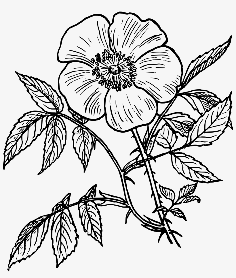 Of Thorns Clipart Drawing - Flower Line Art Transparent, transparent png
