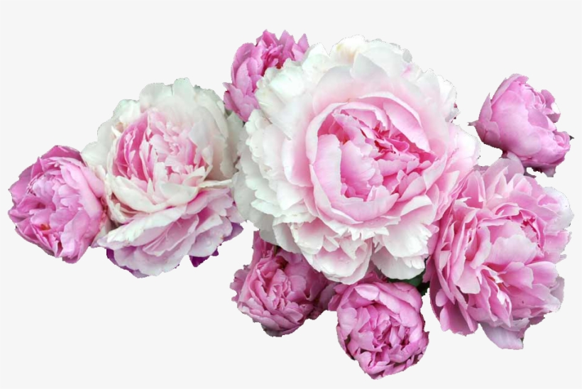 Peonies Png, transparent png