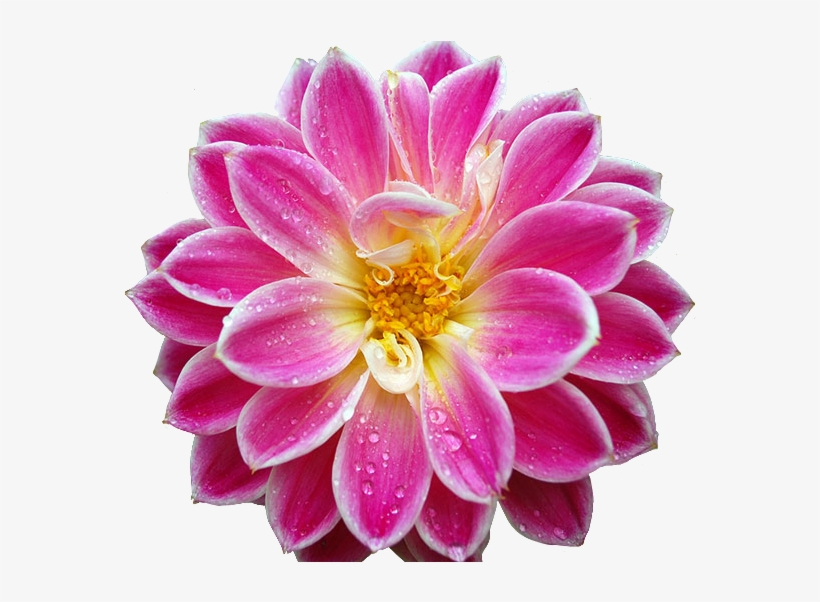 Flowers Wallpaper Hd Download, transparent png