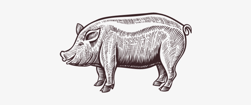 Pig Roast - Ilustração De Porco, transparent png