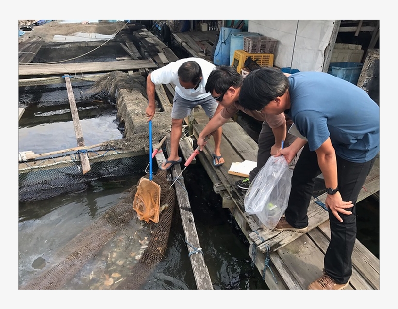 All Fish Farms Affected By Johor Oil Spill Can Fully - Lumber, transparent png