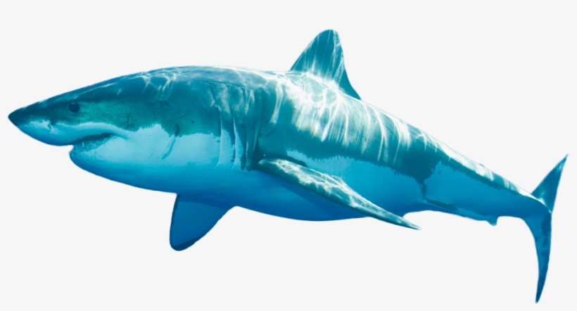 Ocean Png - 9 Foot Long Shark, transparent png