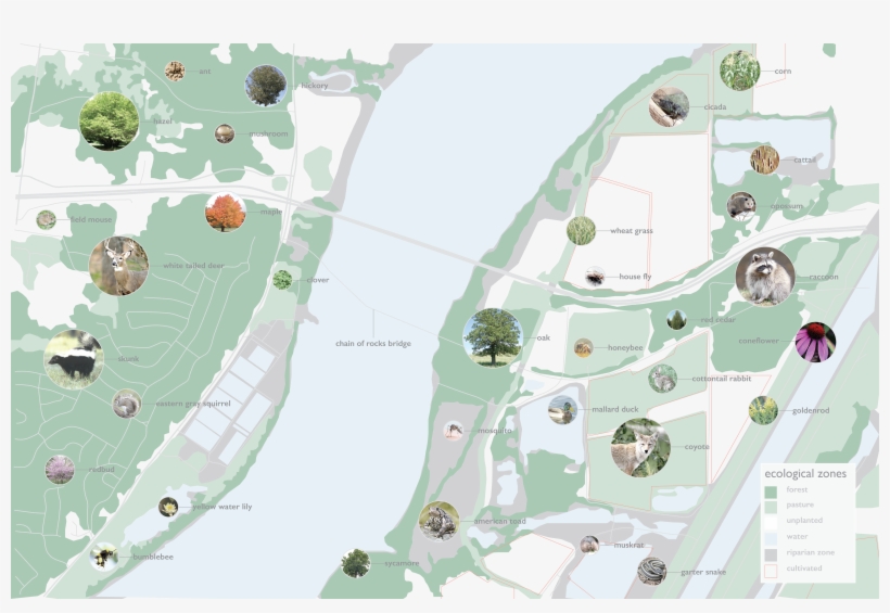 Flora Fauna - Illustration, transparent png