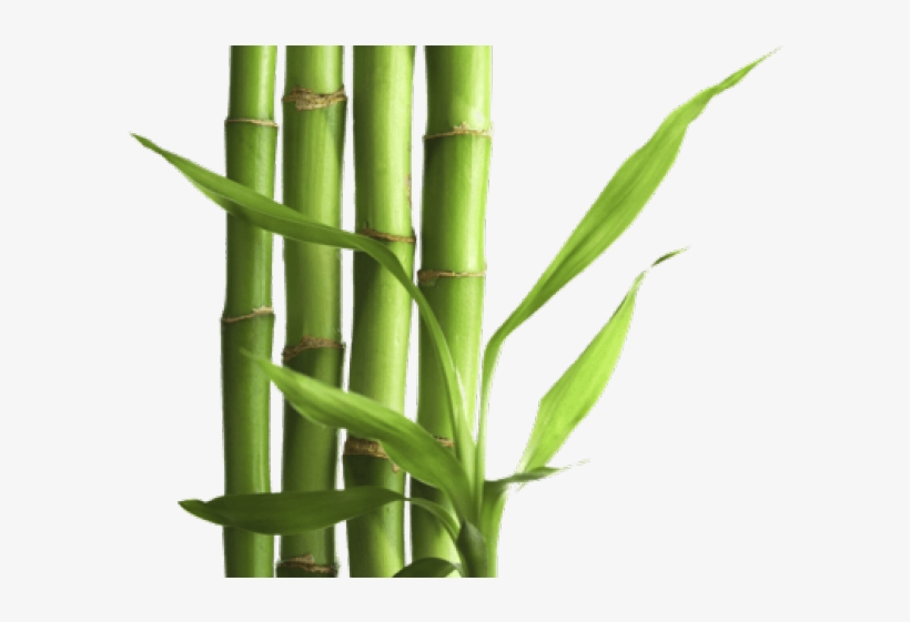 Bamboo Png Transparent Images - Bamboo Png, transparent png
