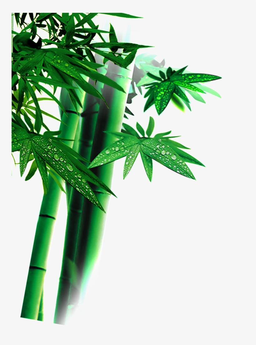 Beautiful High Definition Green Bamboo Leaves Png - اوراق شجر خضراء Png, transparent png