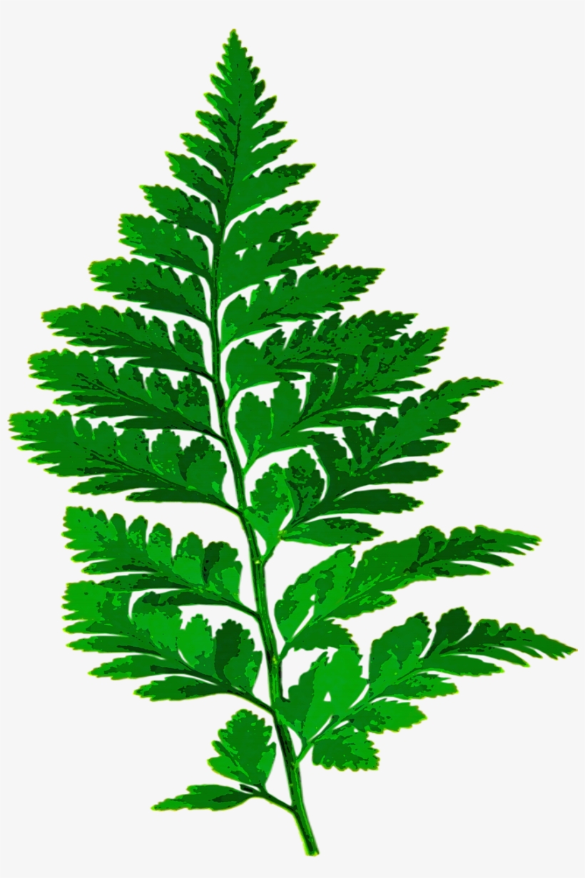 Forest, Fern Leaf Nature Green Leaves Plant Forest - Fern Silhouette Png, transparent png