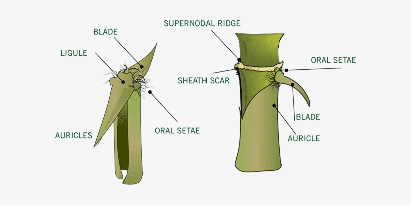 Many Species Of Bamboo Can Be Identified By Color, - Culm Sheath Of Bamboo, transparent png