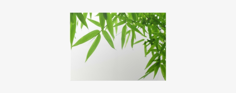 Wall Decal, transparent png