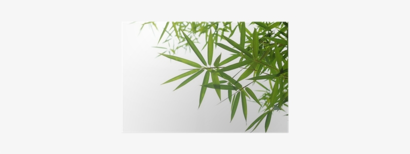 Bamboo, transparent png