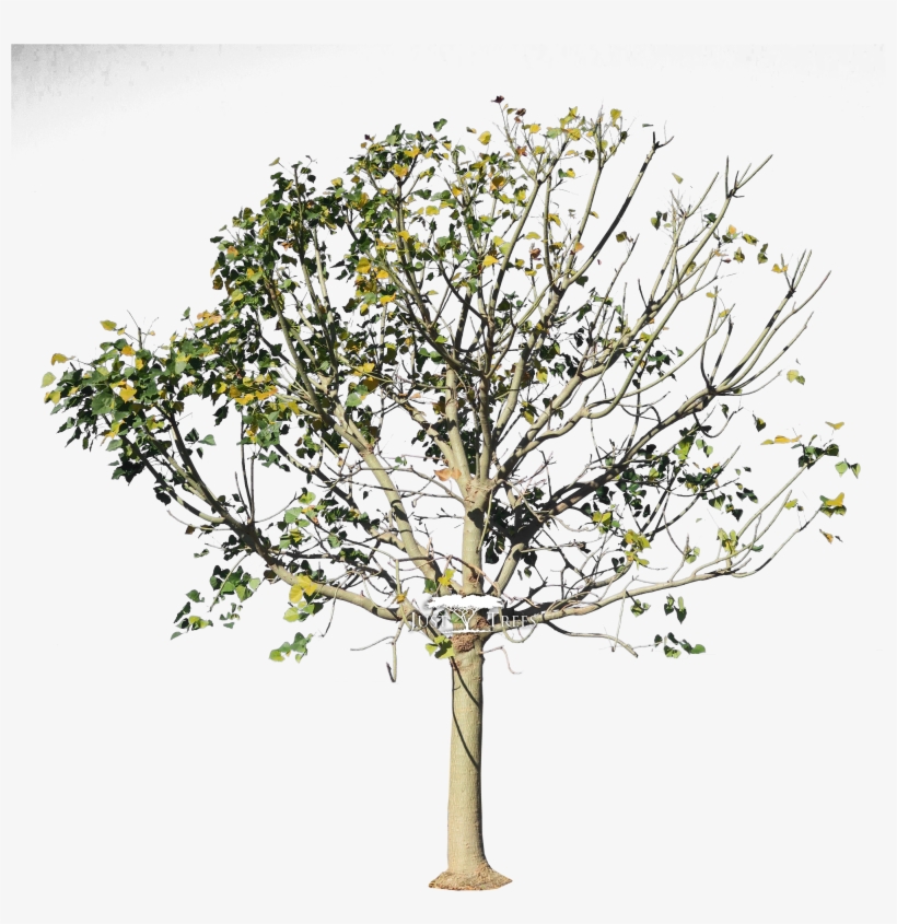 Erythrina Caffra, transparent png