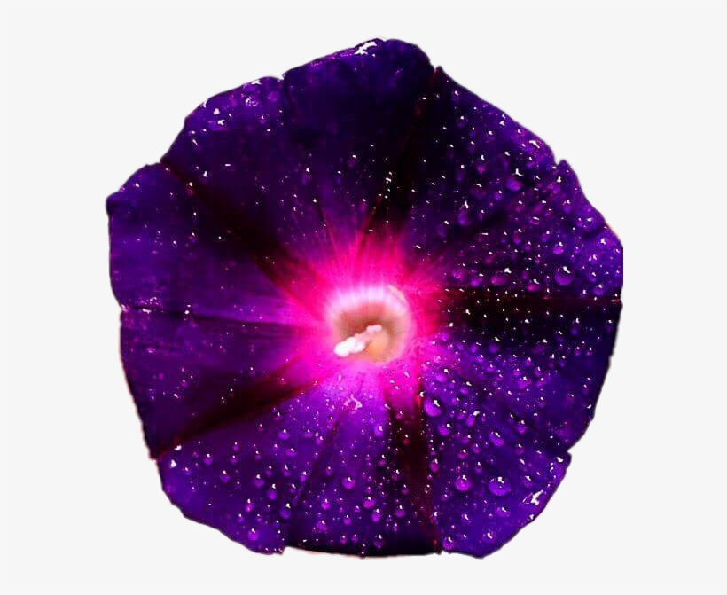 Purple Pink Galaxy Flower Flowers Morningglory Beautifu - Galaxy Flowers Png, transparent png