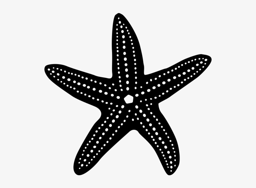 Sea Star Icon Png, transparent png