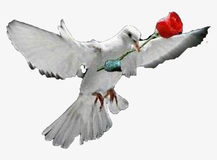 White Dove, transparent png