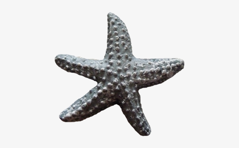 Seashells Starfish - Portable Network Graphics, transparent png
