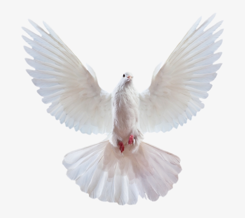 Disney Princess Images Dove 17 Hd Wallpaper And Background - Dove Png, transparent png