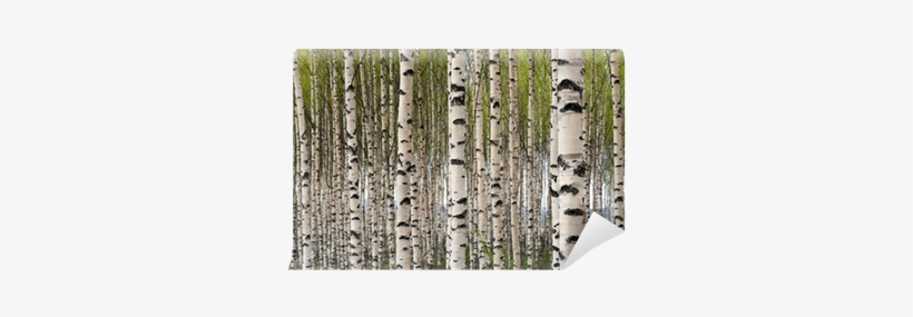 Wall Murals Large, transparent png