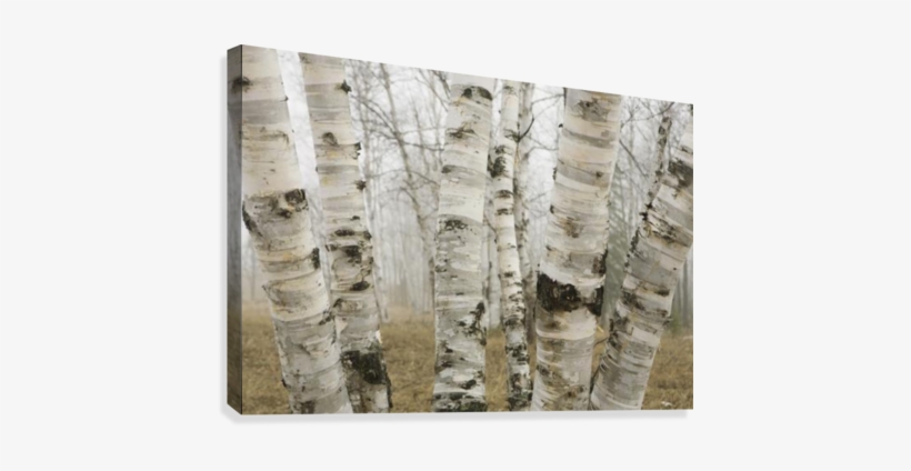 Ontario, Canada - Birch Trees In Canada, transparent png