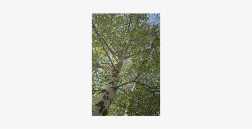 Birch, transparent png