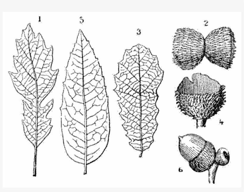 File - La Nature - 1878 - S1 - P045 - Les Périodes - Illustration, transparent png