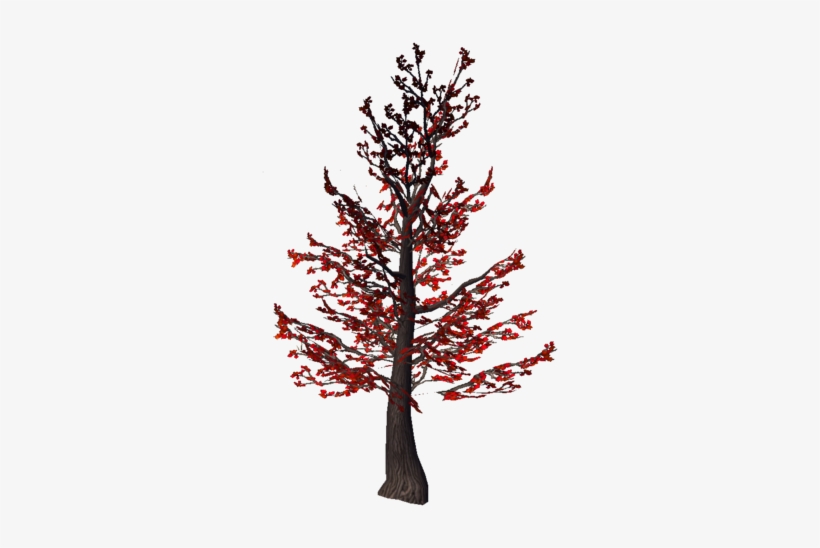 Tree - Red Pine, transparent png