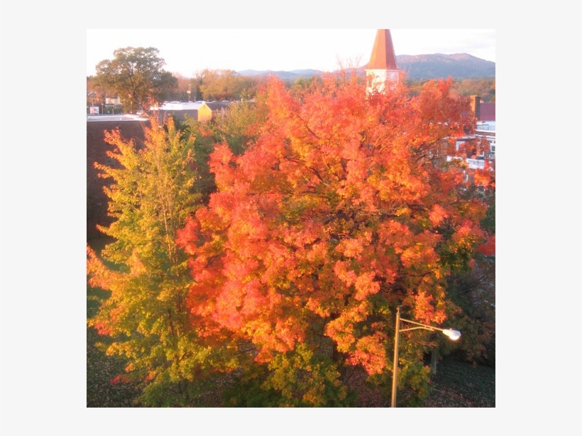 Beautiful University Town 2 Hours From Washington Dc - Maple Leaf, transparent png