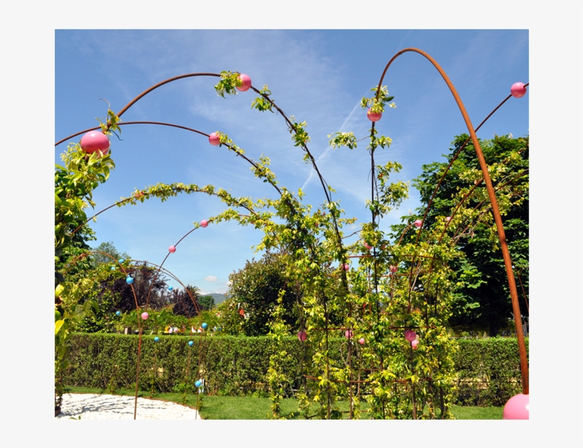 Anterior Próximo - Botanical Garden, transparent png