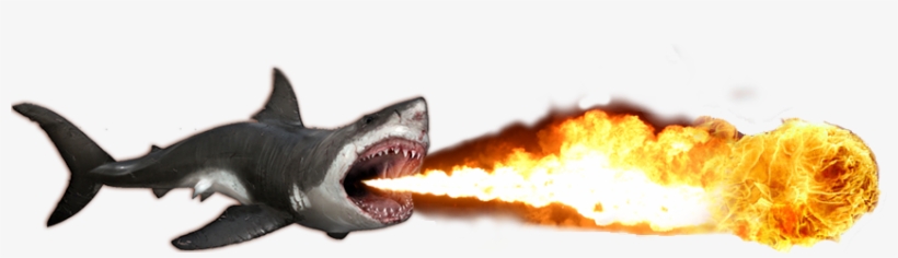 Photo Tr - Shark, transparent png