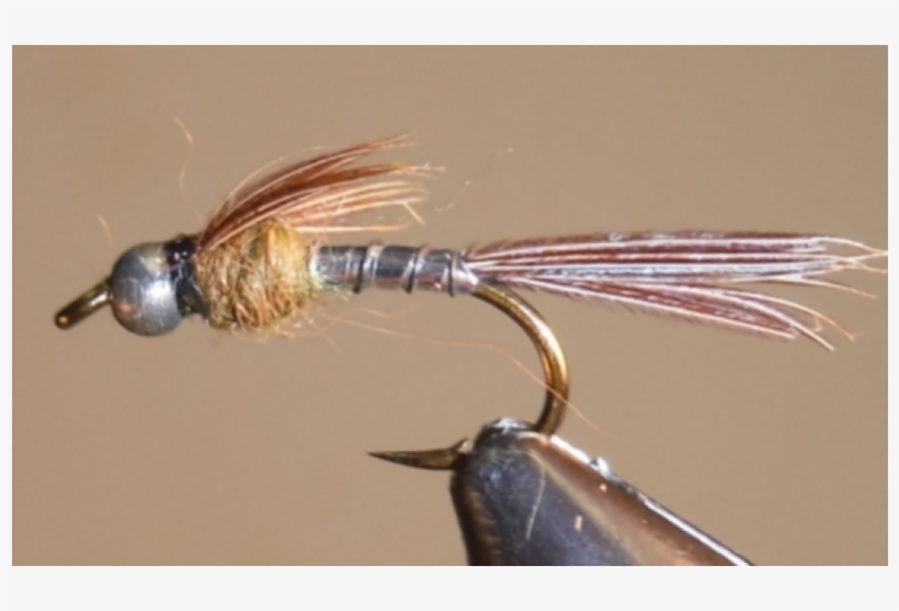 Silver Lightning Bug - Insect, transparent png