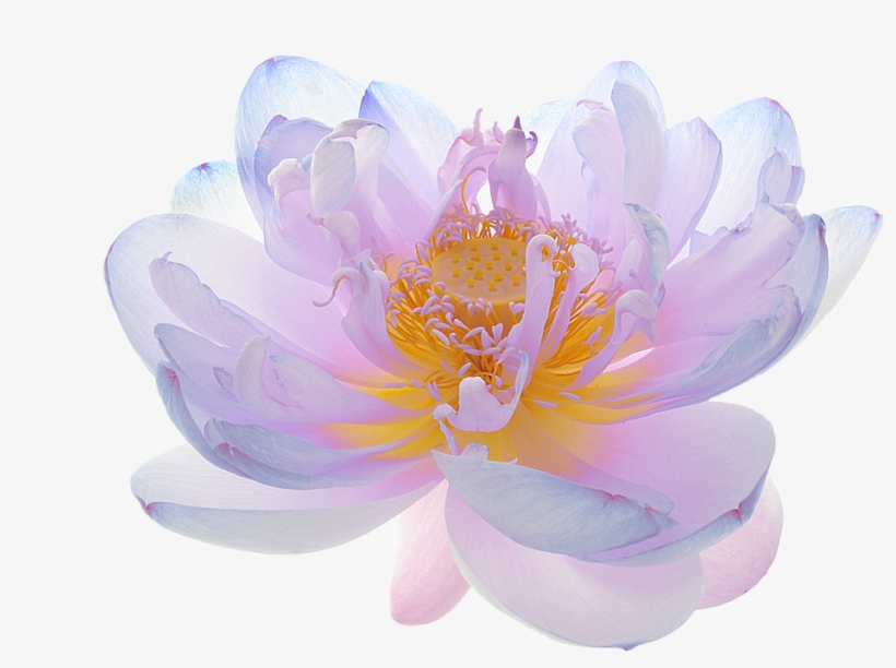 Sacred Lotus, transparent png