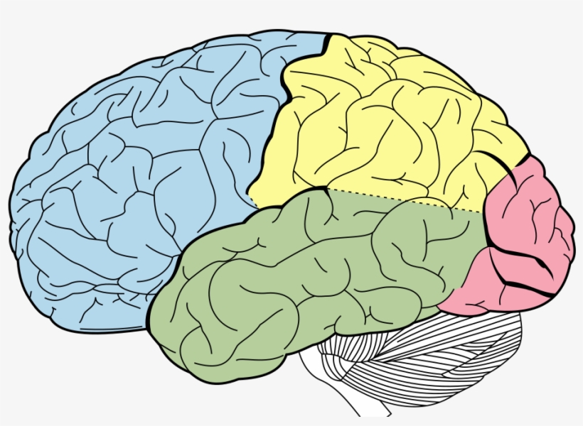When Scientists Discover New Body Parts - Lobes Of The Brain, transparent png