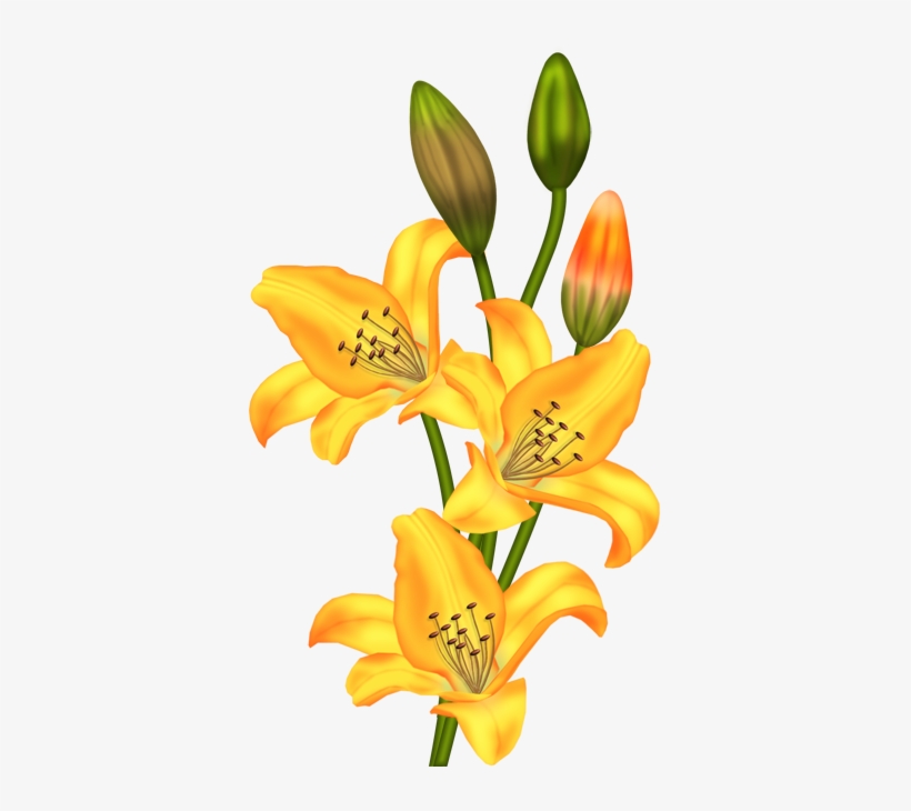 0 5b75d 7a1d2a08 Orig - Painted Lilium Flowers Png, transparent png