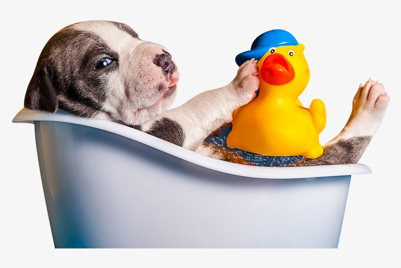 Spaw Services - Bathing And Grooming Png, transparent png